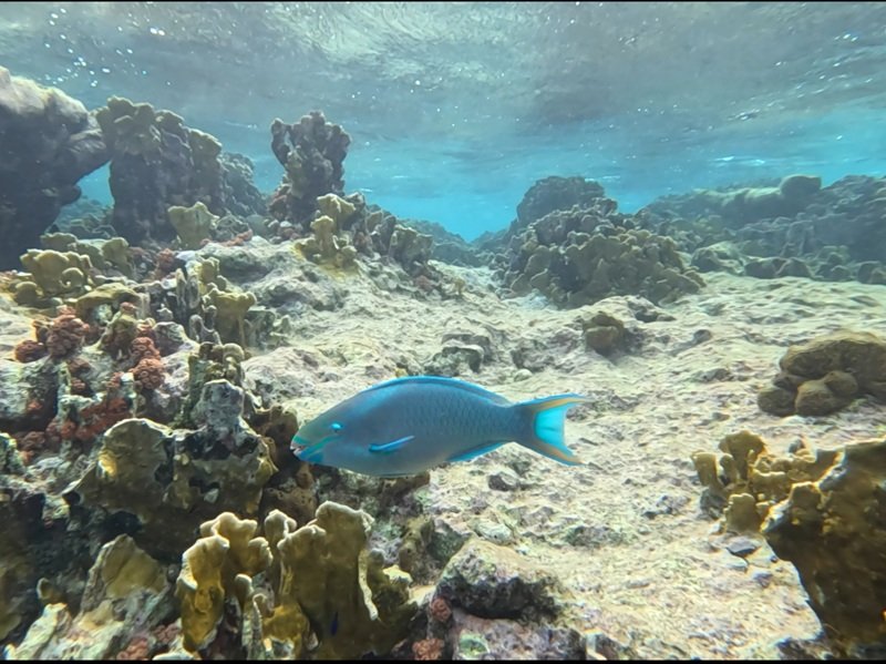 A Queen Parrotfish in Bonaire waters filmed in 2025 on Sea Cow excursion